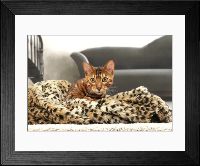 Framed Print : Picture No. 11770897 Framed Print : Picture No. 11770897