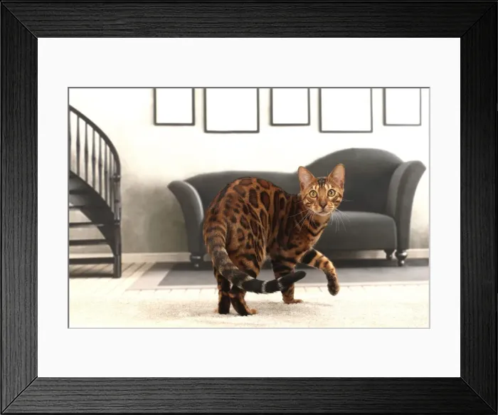 Framed Print : Picture No. 11770903 Framed Print : Picture No. 11770903