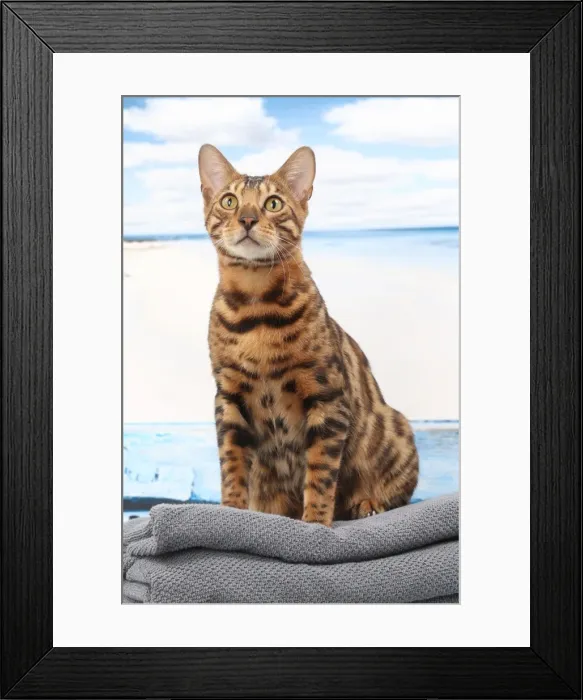Framed Print : Picture No. 11770913 Framed Print : Picture No. 11770913
