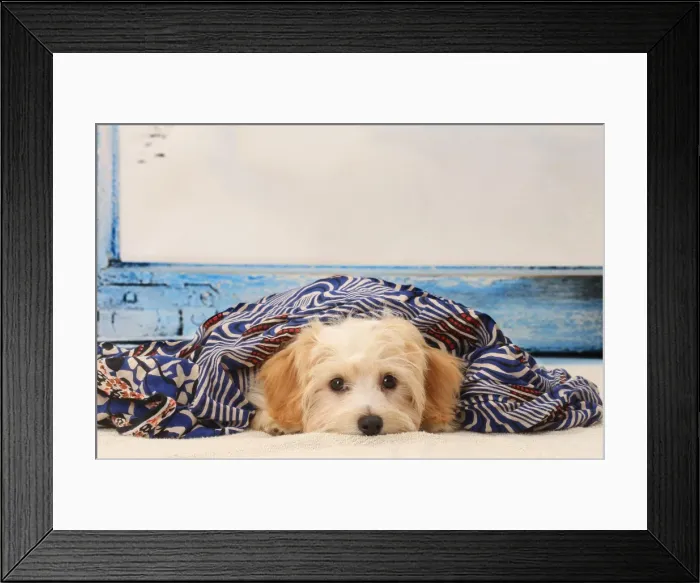 Framed Print : Picture No. 11770914