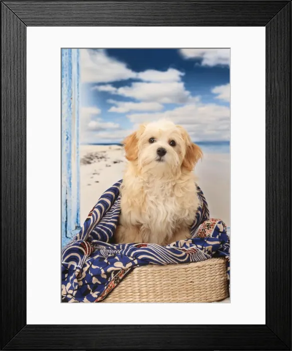 Framed Print : Picture No. 11770916 Framed Print : Picture No. 11770916