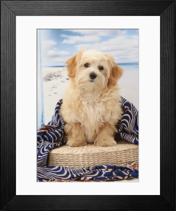 Framed Print : Picture No. 11770917 Framed Print : Picture No. 11770917