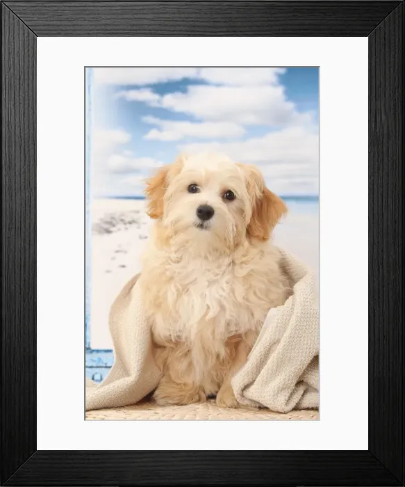 Framed Print : Picture No. 11770918 Framed Print : Picture No. 11770918