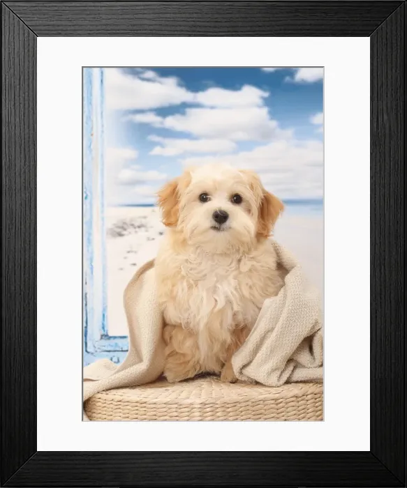 Framed Print : Picture No. 11770919 Framed Print : Picture No. 11770919