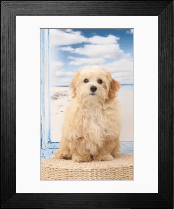 Framed Print : Picture No. 11770920 Framed Print : Picture No. 11770920