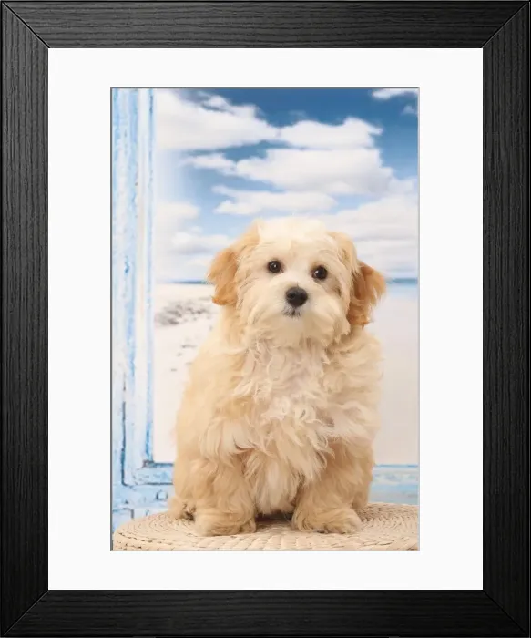 Framed Print : Picture No. 11770921 Framed Print : Picture No. 11770921