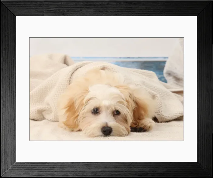 Framed Print : Picture No. 11770922 Framed Print : Picture No. 11770922
