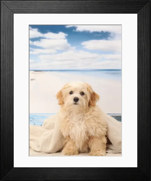 Framed Print : Picture No. 11770923 Framed Print : Picture No. 11770923