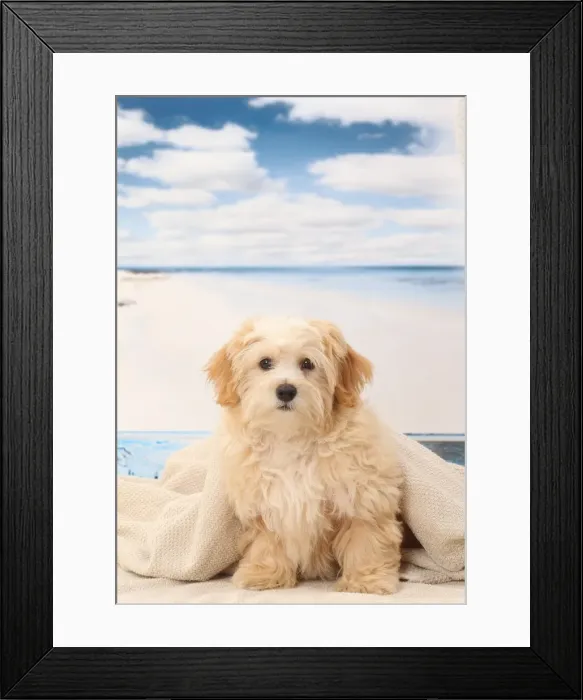Framed Print : Picture No. 11770924 Framed Print : Picture No. 11770924