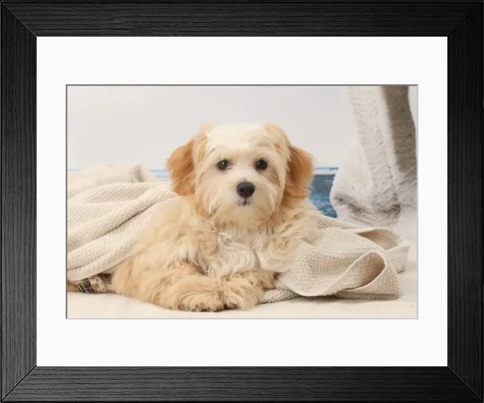 Framed Print : Picture No. 11770925 Framed Print : Picture No. 11770925