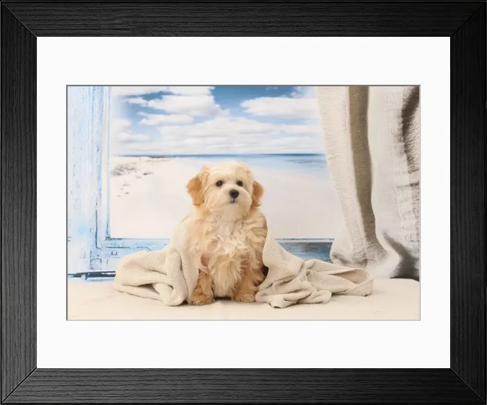 Framed Print : Picture No. 11770926 Framed Print : Picture No. 11770926