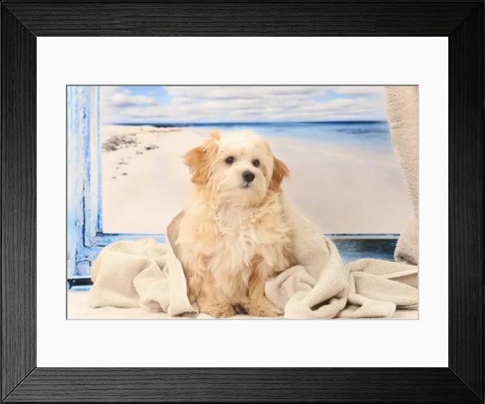 Framed Print : Picture No. 11770927 Framed Print : Picture No. 11770927