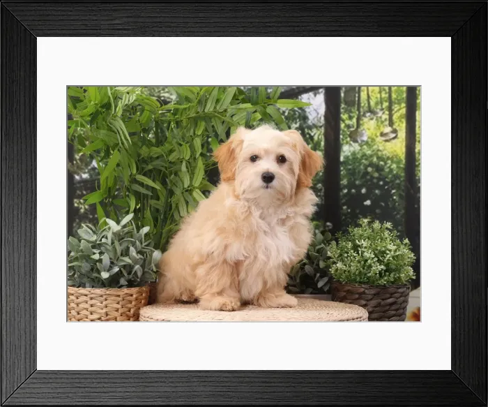 Framed Print : Picture No. 11770928 Framed Print : Picture No. 11770928