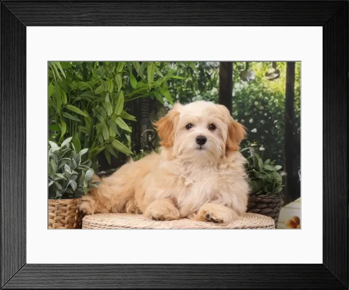 Framed Print : Picture No. 11770929 Framed Print : Picture No. 11770929