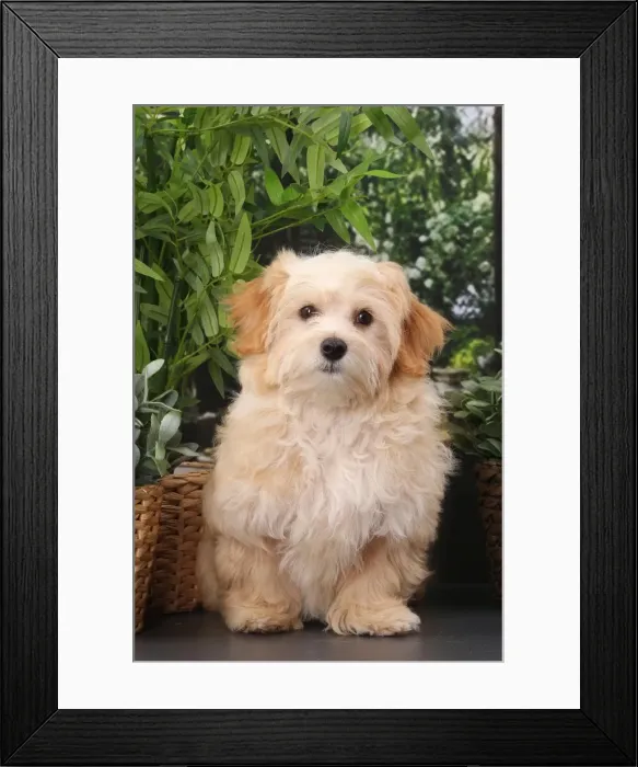 Framed Print : Picture No. 11770930 Framed Print : Picture No. 11770930