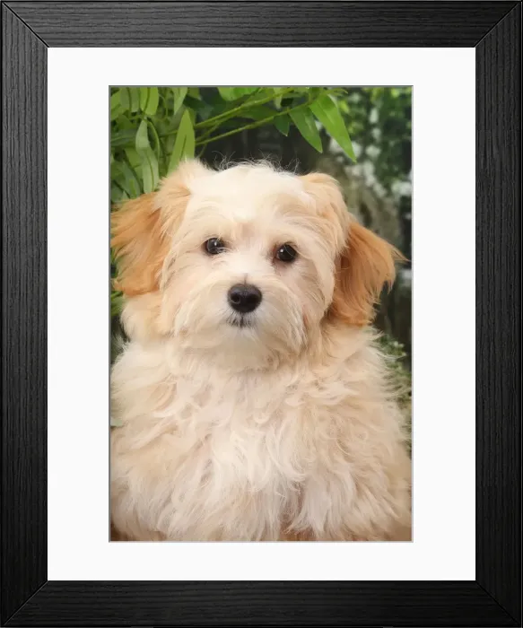 Framed Print : Picture No. 11770931 Framed Print : Picture No. 11770931