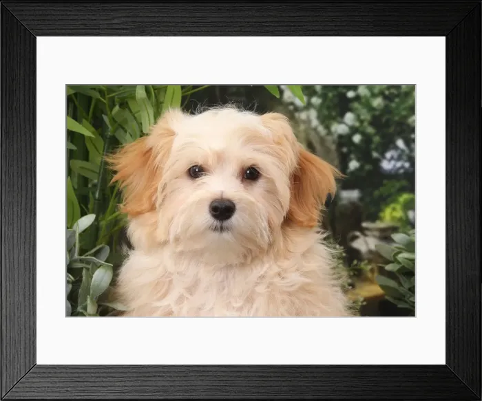 Framed Print : Picture No. 11770932 Framed Print : Picture No. 11770932