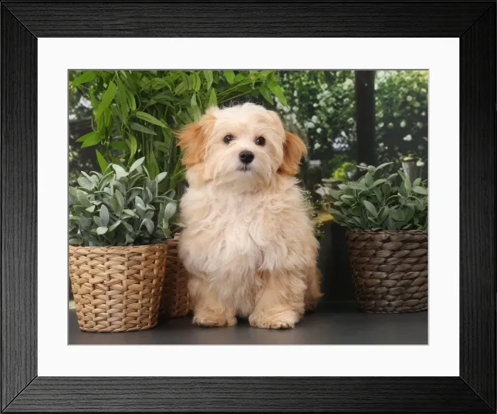 Framed Print : Picture No. 11770933 Framed Print : Picture No. 11770933
