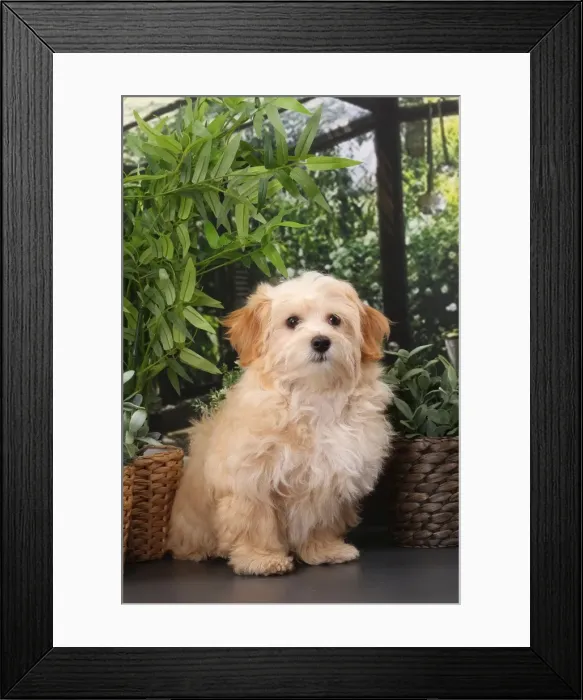 Framed Print : Picture No. 11770934 Framed Print : Picture No. 11770934