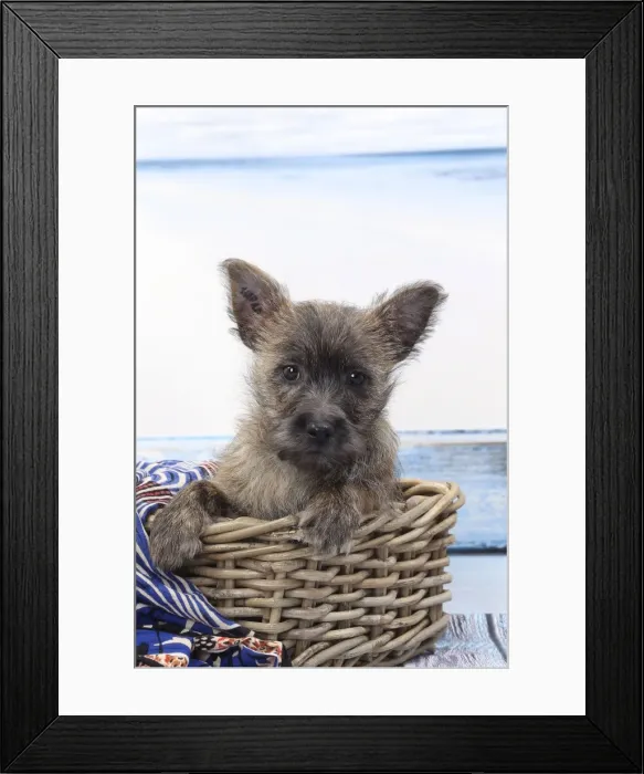 Framed Print : Picture No. 11770935 Framed Print : Picture No. 11770935