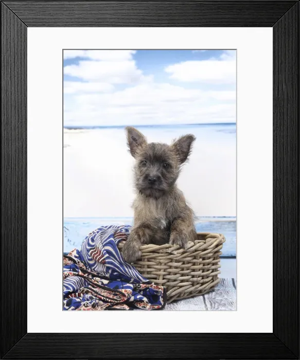 Framed Print : Picture No. 11770937 Framed Print : Picture No. 11770937