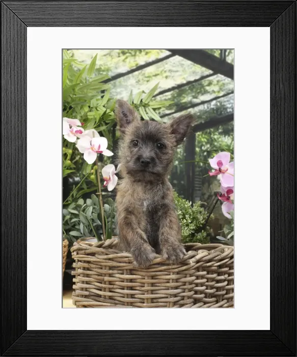 Framed Print : Picture No. 11770938 Framed Print : Picture No. 11770938
