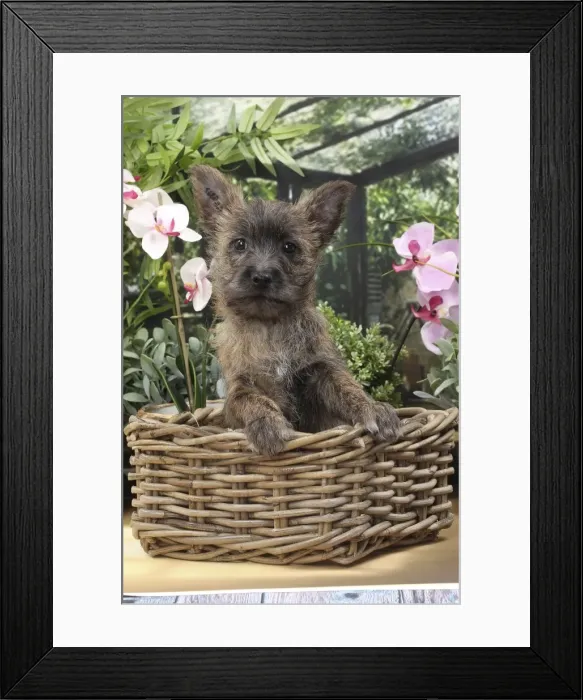 Framed Print : Picture No. 11770939 Framed Print : Picture No. 11770939