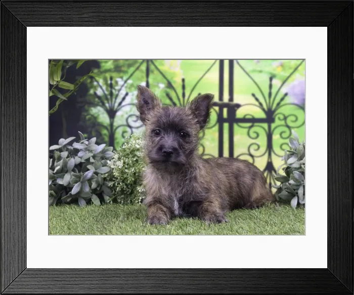 Framed Print : Picture No. 11770940 Framed Print : Picture No. 11770940
