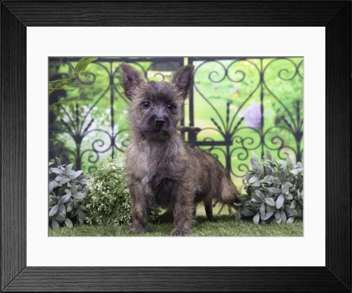 Framed Print : Picture No. 11770941 Framed Print : Picture No. 11770941