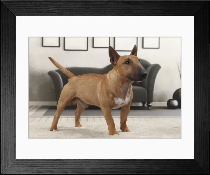 Framed Print : Picture No. 11770942 Framed Print : Picture No. 11770942