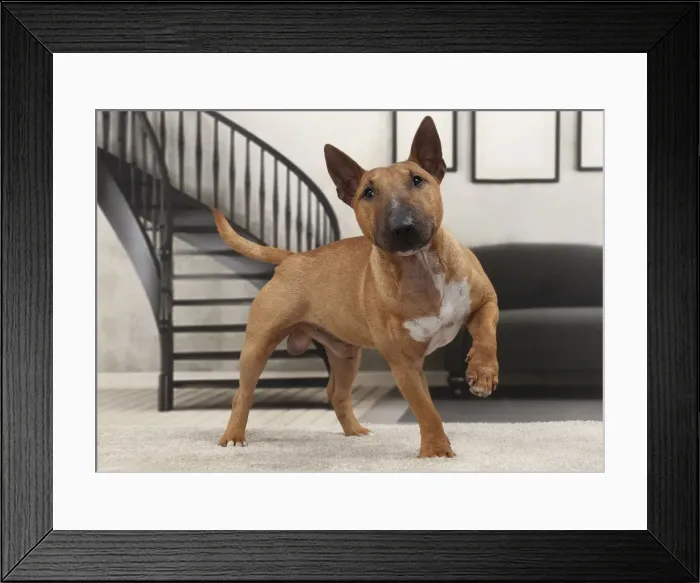 Framed Print : Picture No. 11770944 Framed Print : Picture No. 11770944