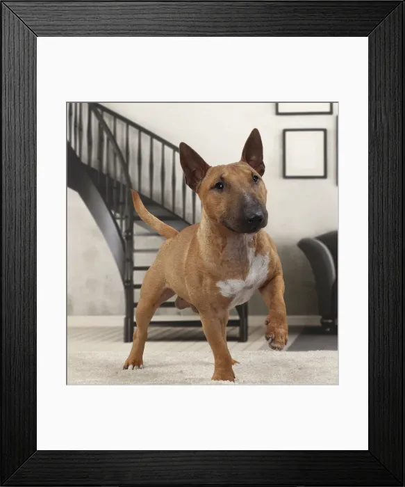 Framed Print : Picture No. 11770945 Framed Print : Picture No. 11770945