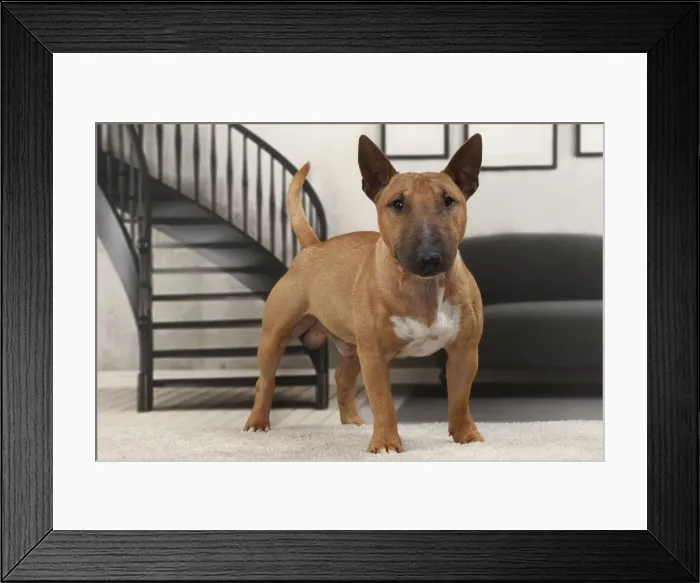 Framed Print : Picture No. 11770946 Framed Print : Picture No. 11770946