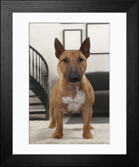 Framed Print : Picture No. 11770947 Framed Print : Picture No. 11770947