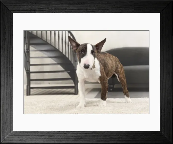Framed Print : Picture No. 11770948 Framed Print : Picture No. 11770948
