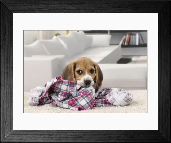 Framed Print : Picture No. 11770950 Framed Print : Picture No. 11770950