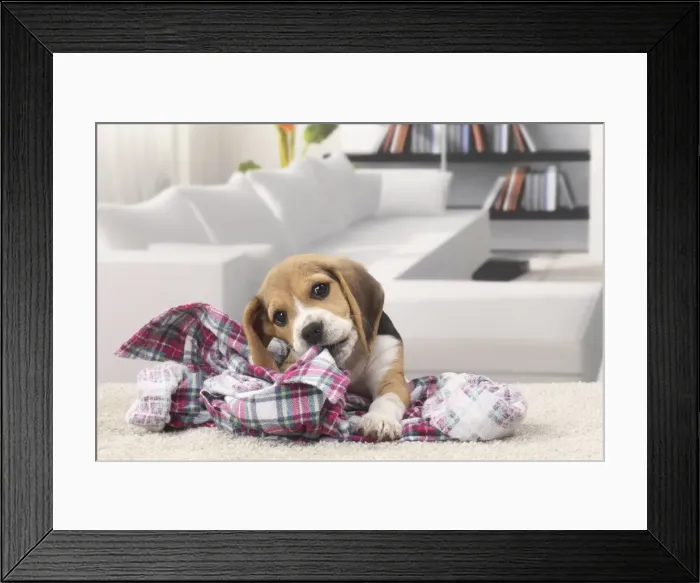 Framed Print : Picture No. 11770952 Framed Print : Picture No. 11770952