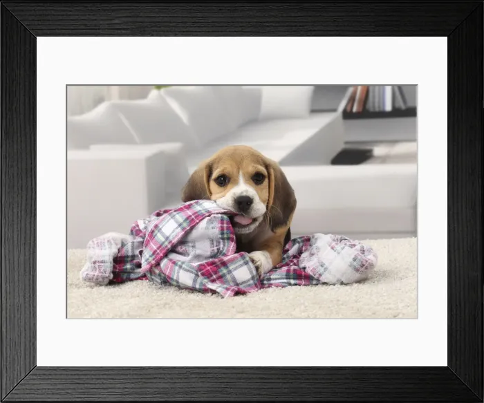 Framed Print : Picture No. 11770951 Framed Print : Picture No. 11770951