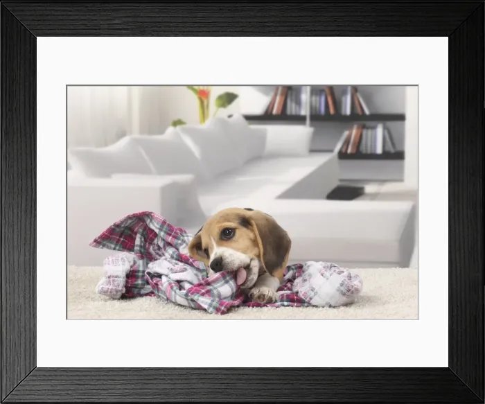 Framed Print : Picture No. 11770953 Framed Print : Picture No. 11770953