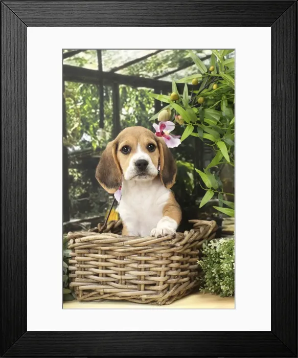 Framed Print : Picture No. 11770963 Framed Print : Picture No. 11770963