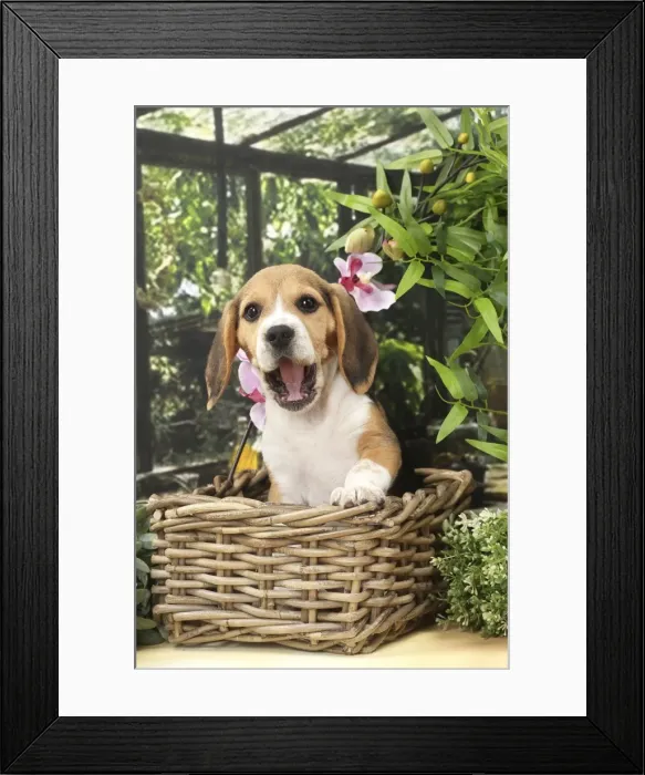 Framed Print : Picture No. 11770964 Framed Print : Picture No. 11770964