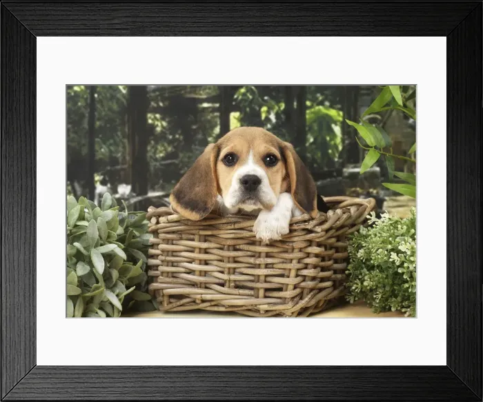 Framed Print : Picture No. 11770965