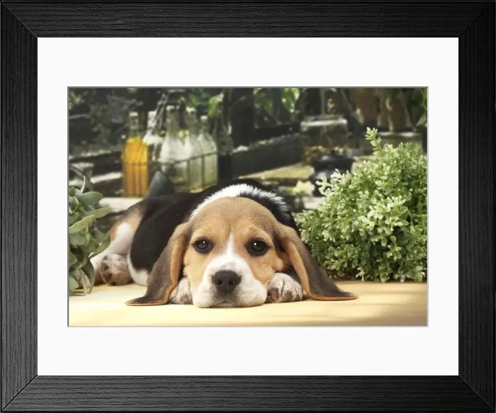 Framed Print : Picture No. 11770967 Framed Print : Picture No. 11770967