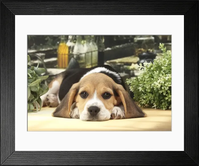 Framed Print : Picture No. 11770968 Framed Print : Picture No. 11770968