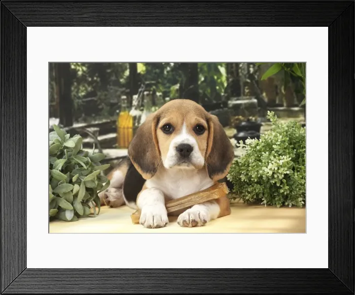 Framed Print : Picture No. 11770966 Framed Print : Picture No. 11770966