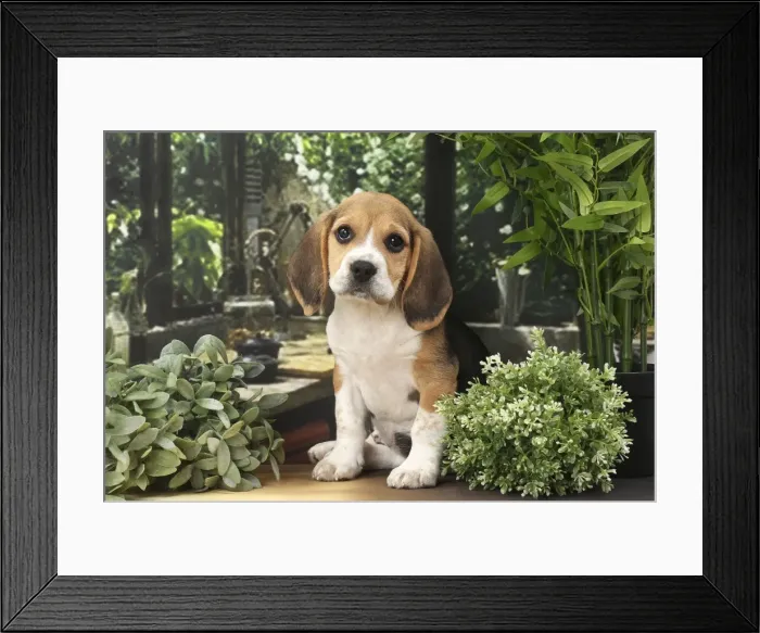Framed Print : Picture No. 11770969 Framed Print : Picture No. 11770969