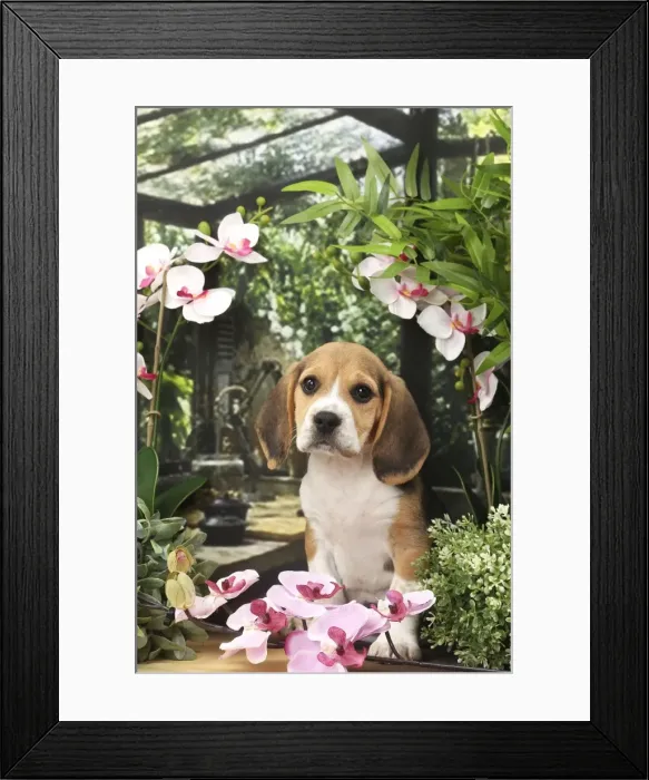 Framed Print : Picture No. 11770970 Framed Print : Picture No. 11770970