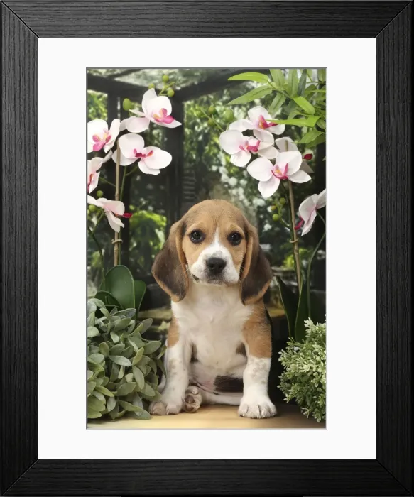 Framed Print : Picture No. 11770971 Framed Print : Picture No. 11770971