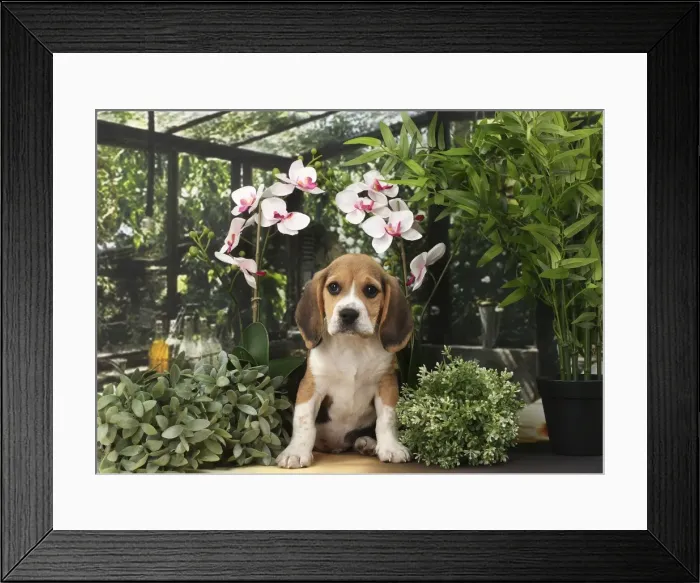 Framed Print : Picture No. 11770972 Framed Print : Picture No. 11770972