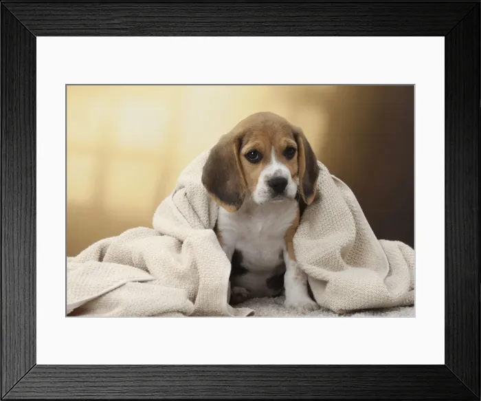 Framed Print : Picture No. 11770973 Framed Print : Picture No. 11770973